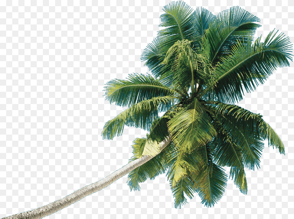 Real Coconut Tree Coconut Tree Hd, Palm Tree, Plant, Leaf, Food Png Image