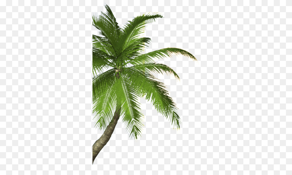 Real Coconut Tree Small Coconut Tree, Leaf, Palm Tree, Plant Free Png Download