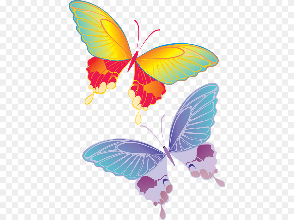 Real Colorful Butterfly Flying, Animal, Bird Free Png