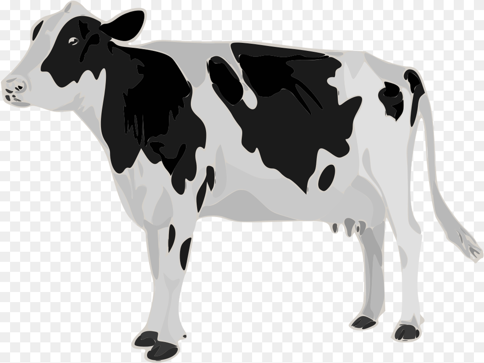 Real Cow White Background, Animal, Cattle, Livestock, Mammal Free Png Download
