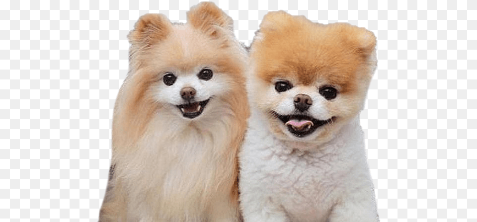 Real Cute Dogs, Animal, Canine, Dog, Mammal Free Transparent Png