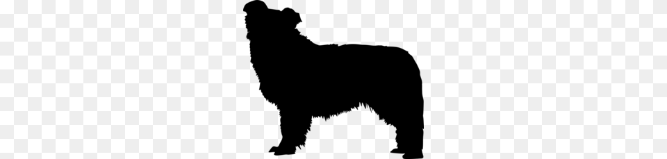 Real Dog Border Collies Clipart, Gray Free Png Download