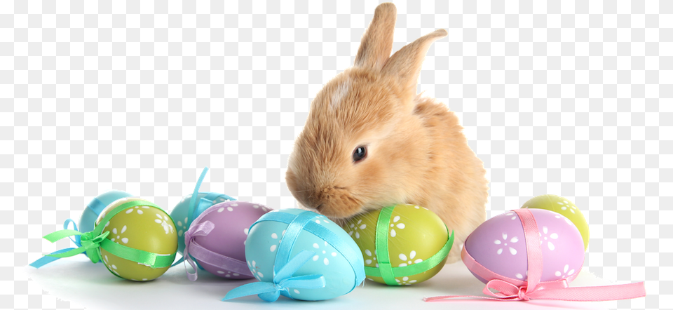 Real Easter Eggs Easter Bunny And Eggs, Animal, Mammal, Rabbit, Rat Png Image