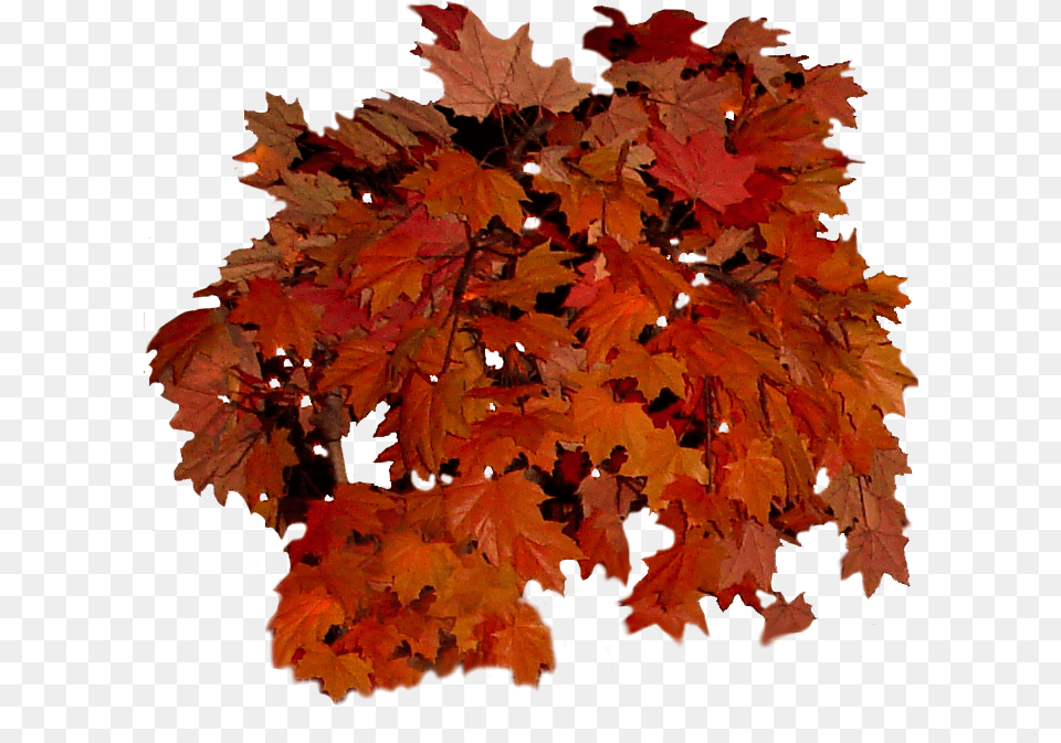 Real Fall Leaves Picture Real Fall Leaves, Leaf, Maple, Plant, Tree Free Png Download