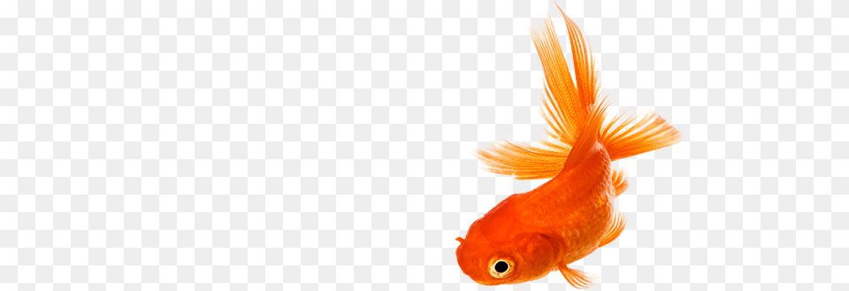 Real Fish Photos, Animal, Sea Life, Goldfish Free Png
