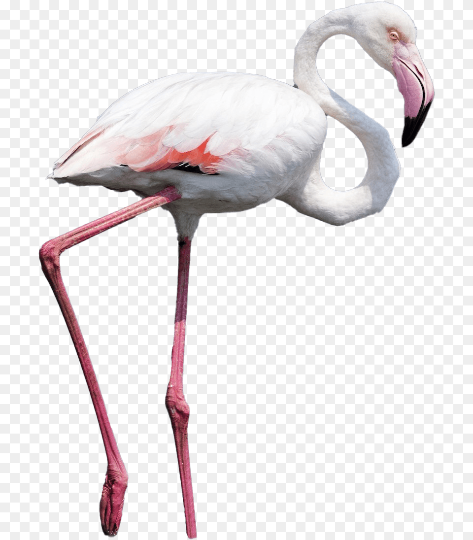 Real Flamingo Photos Flamingo, Animal, Bird Free Png
