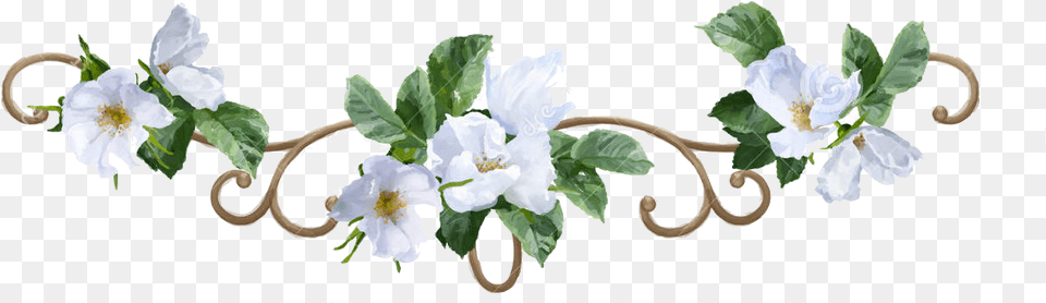 Real Flower Border, Plant, Anther, Anemone Png
