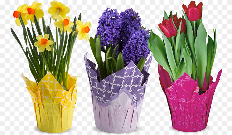 Real Flower Bouquet, Flower Arrangement, Flower Bouquet, Plant, Daffodil Free Png Download