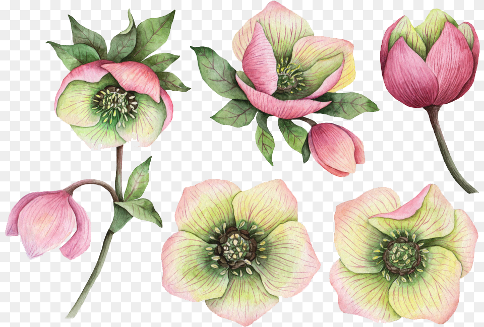 Real Flower Images Real Flower, Anther, Dahlia, Petal, Plant Free Transparent Png