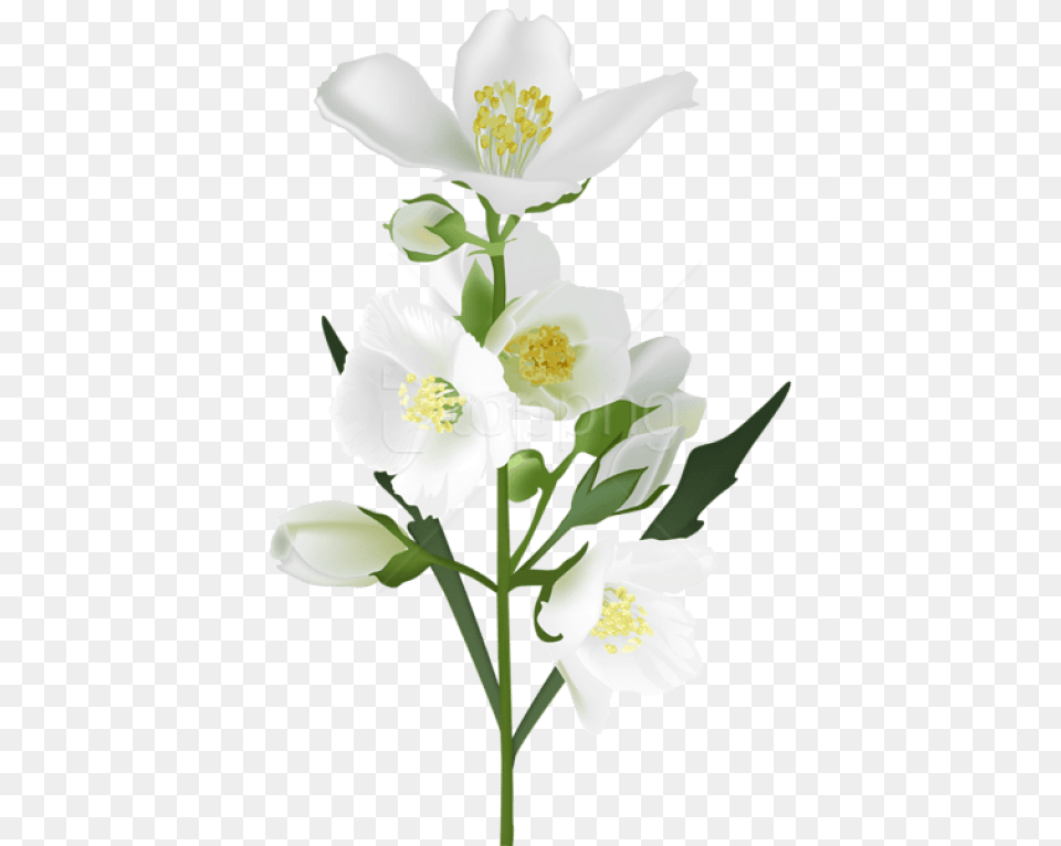 Real Flowers, Anther, Flower, Plant, Petal Free Png Download
