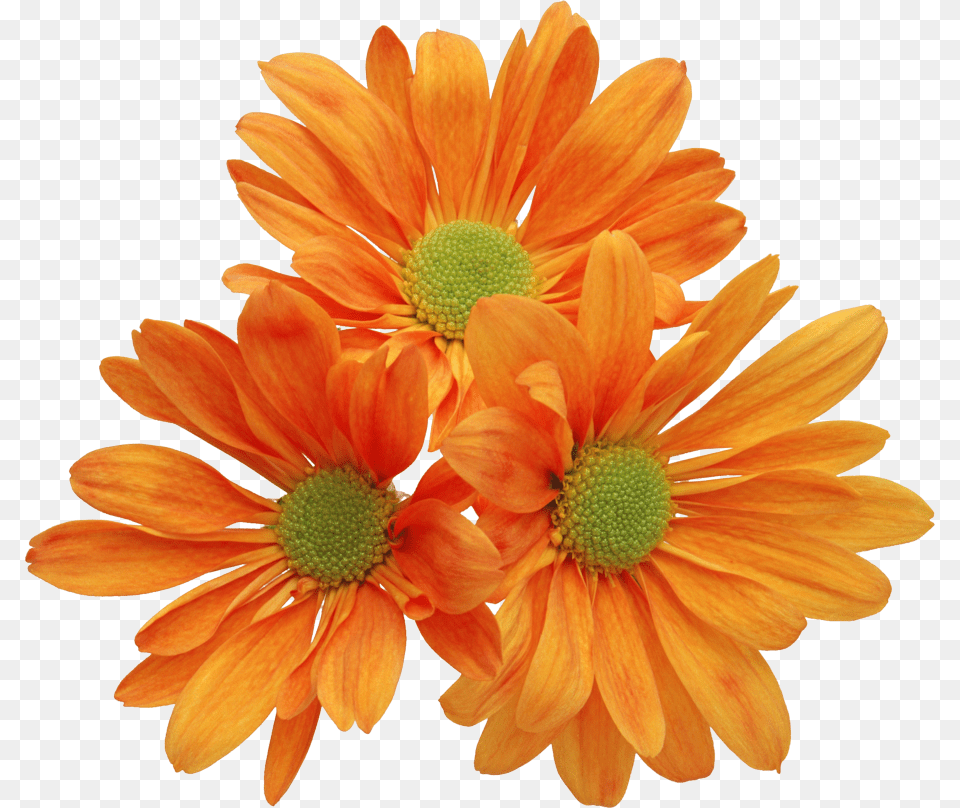 Real Flowers Clip Art, Daisy, Flower, Petal, Plant Png Image