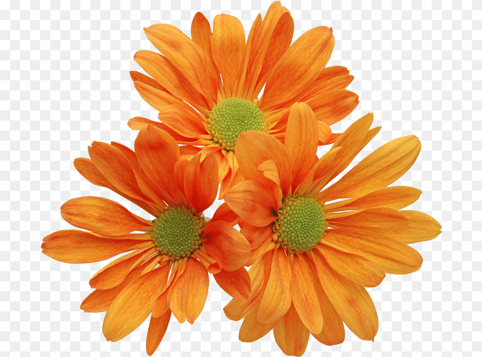 Real Flowers Clipart Pack Clipart Of Real Flowers, Daisy, Flower, Petal, Plant Png Image