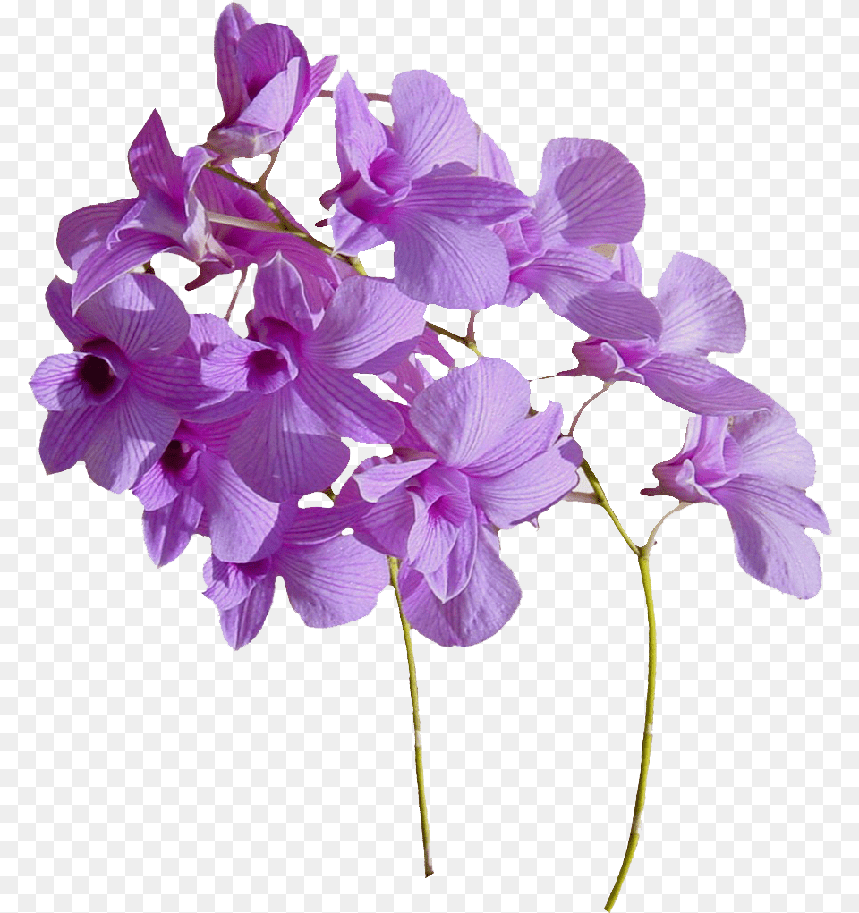 Real Flowers Real Flowers, Flower, Orchid, Plant, Geranium Free Png Download