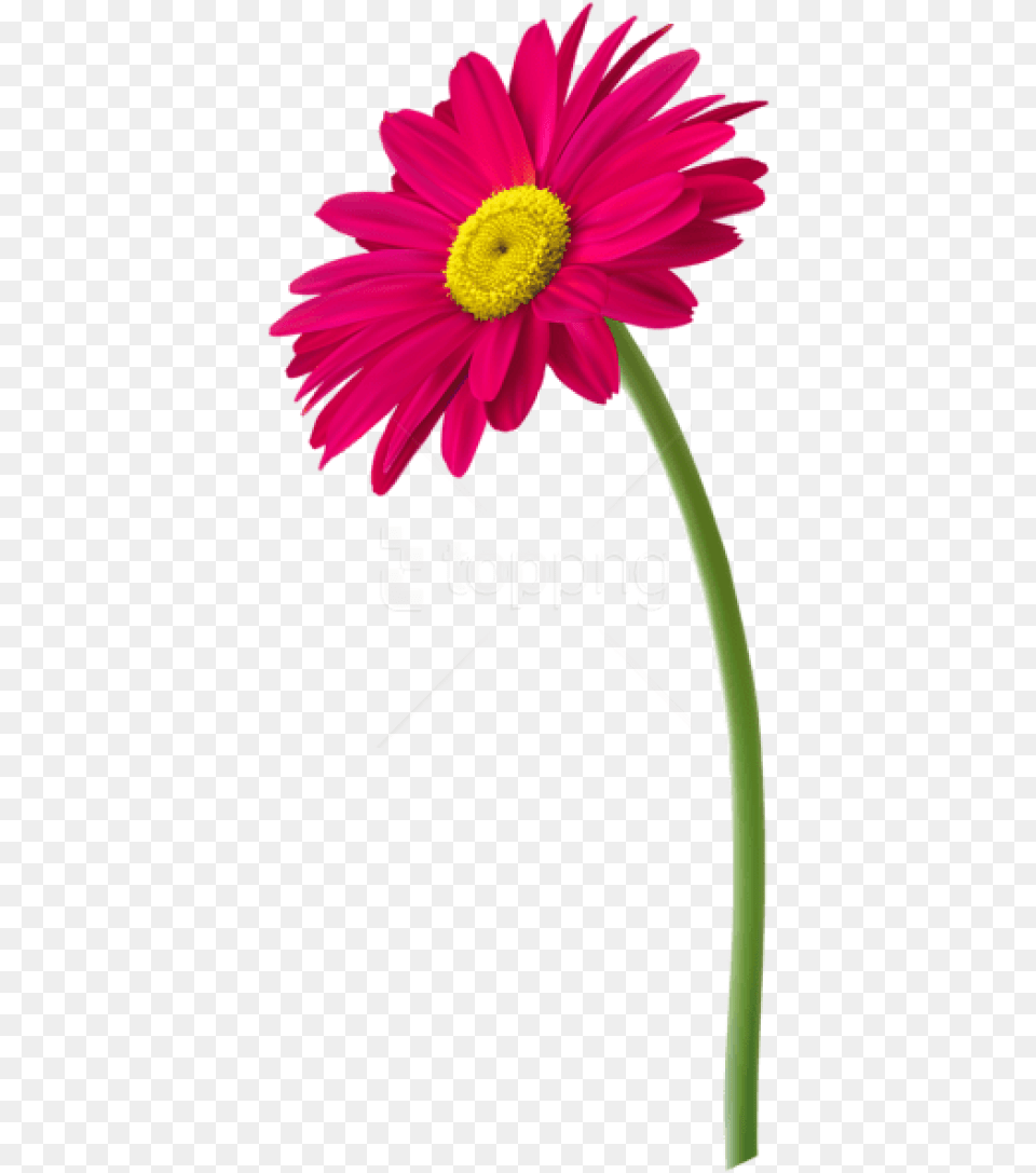 Real Flowers Flower With Pot, Daisy, Petal, Plant, Anther Free Png Download
