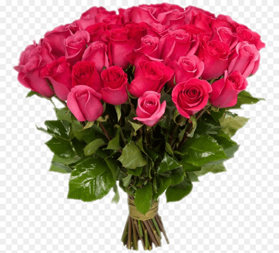 Real Flowers Nature Beautiful Roses Red Awesome Love Rozovih Roz, Flower, Flower Arrangement, Flower Bouquet, Plant Png