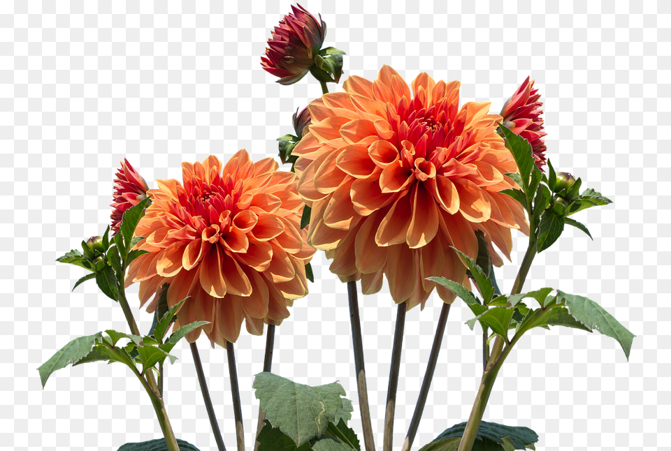 Real Flowers Real Flowers Transparent Background, Dahlia, Flower, Plant Png