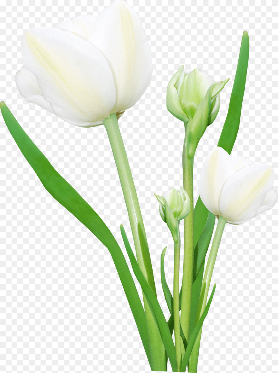 Real Flowers Transparent, Flower, Plant, Tulip, Petal Free Png Download