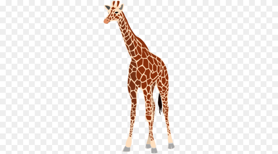 Real Giraffe Giraffe Clipart, Animal, Mammal, Wildlife Free Transparent Png