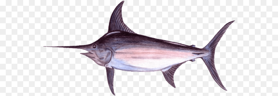 Real Good Fish Atlantic Blue Marlin, Animal, Sea Life, Swordfish, Shark Png Image