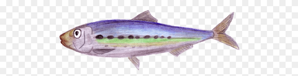 Real Good Fish Escolar, Animal, Bonito, Sea Life, Tuna Free Png