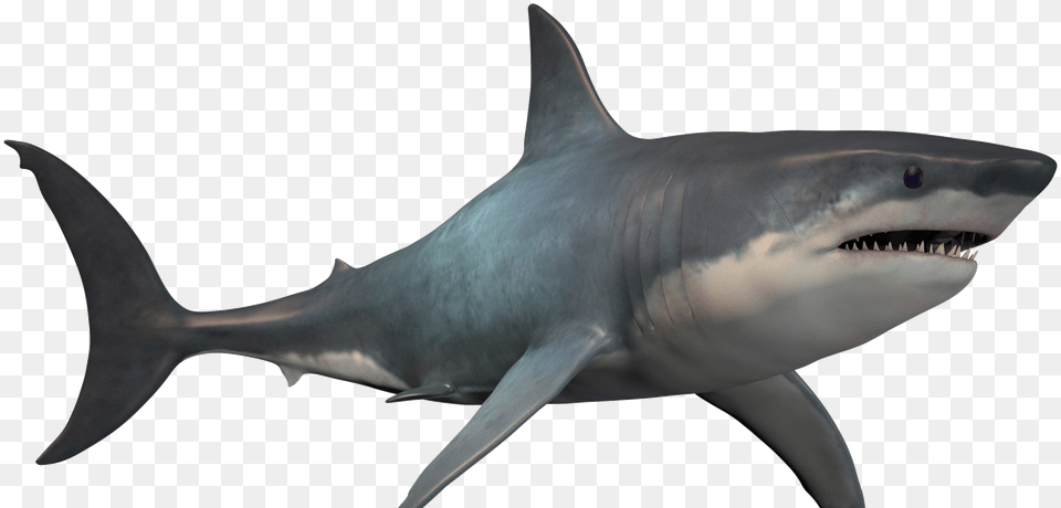 Real Great White Shark, Animal, Sea Life, Fish, Great White Shark Png