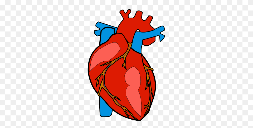 Real Heart Clipart Free Png Download