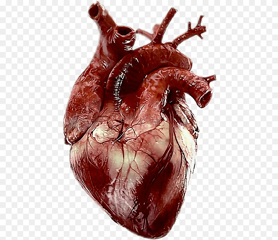 Real Heart Collections Human Real Heart, Food, Meat, Pork Png Image