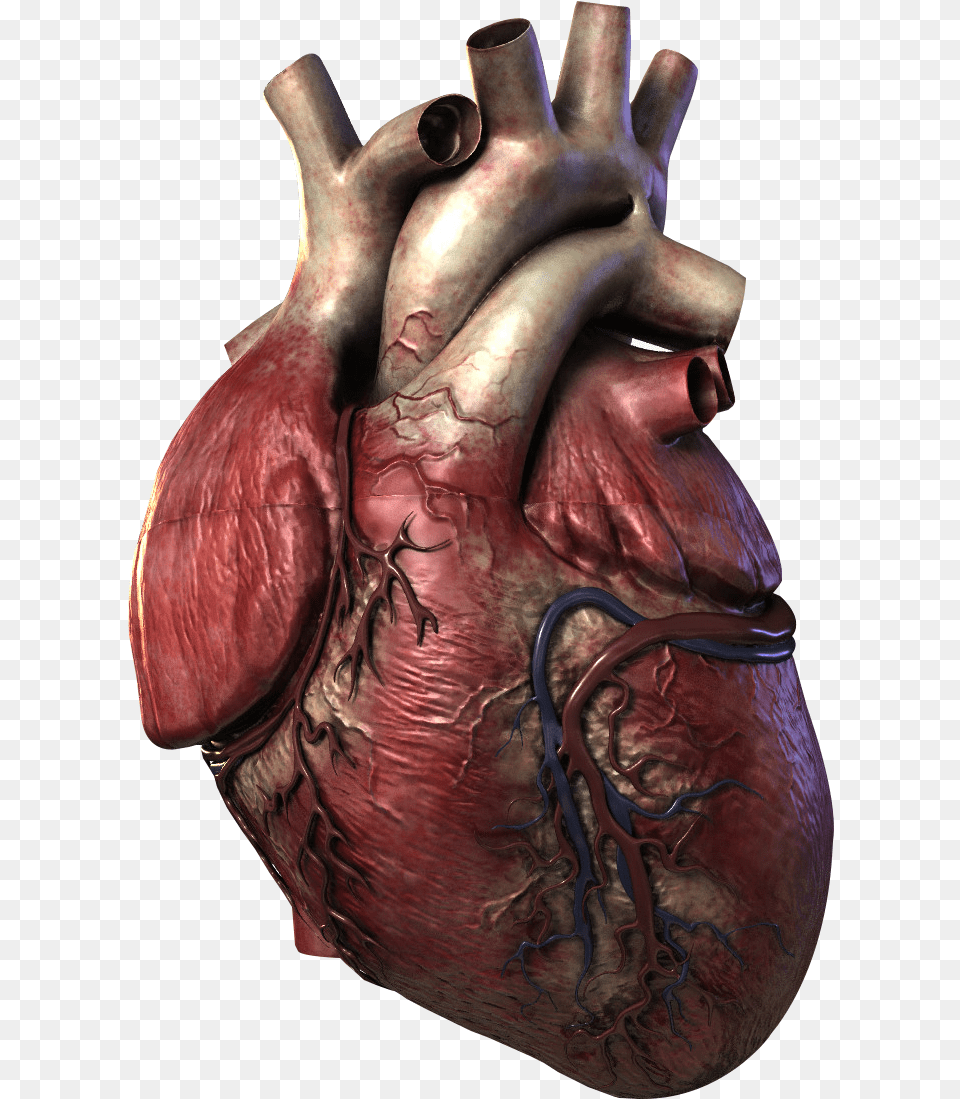 Real Heart In 3d, Body Part, Person, Torso, Finger Png