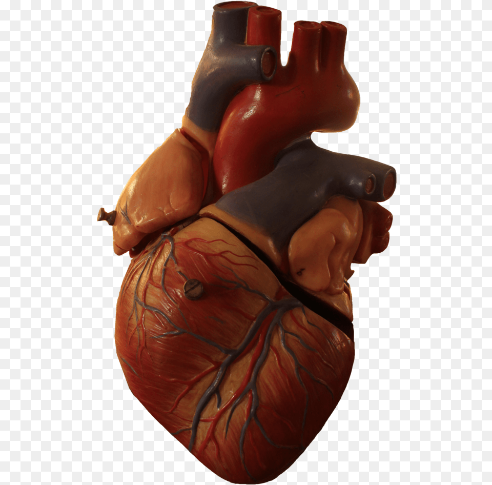 Real Heart No Background, Body Part, Person, Torso, Pottery Free Png