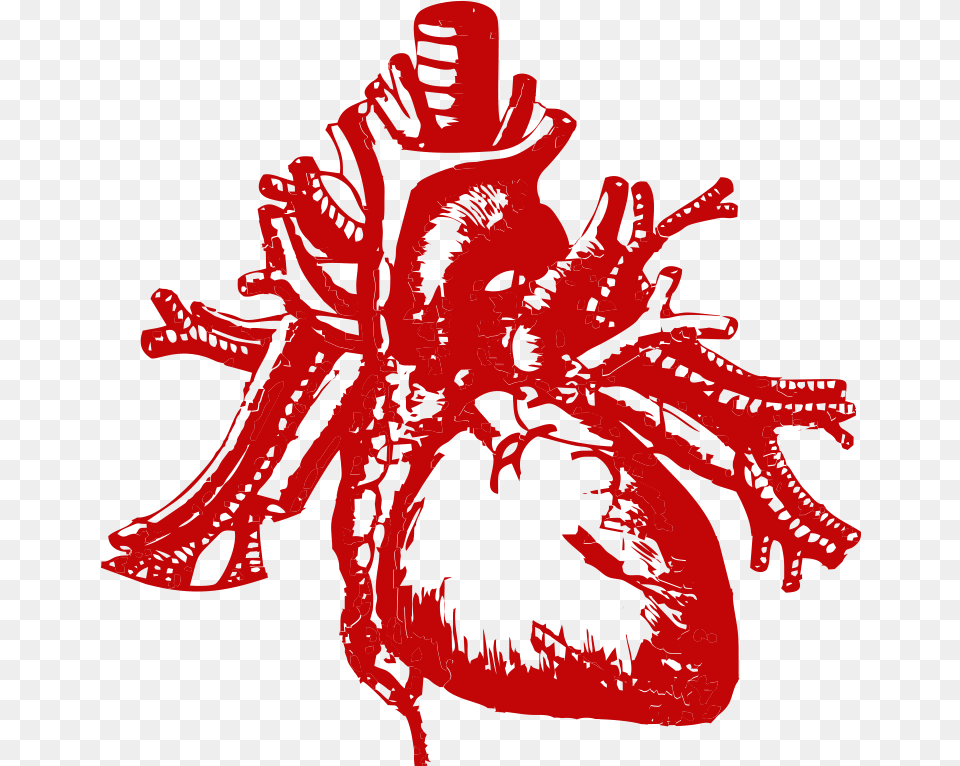 Real Heart Silhouette Tell Tale Heart, Person, Ct Scan Free Transparent Png