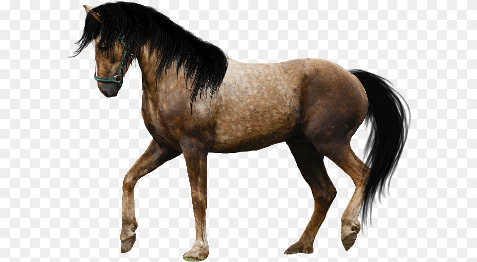 Real Horse, Animal, Colt Horse, Mammal, Stallion Free Transparent Png