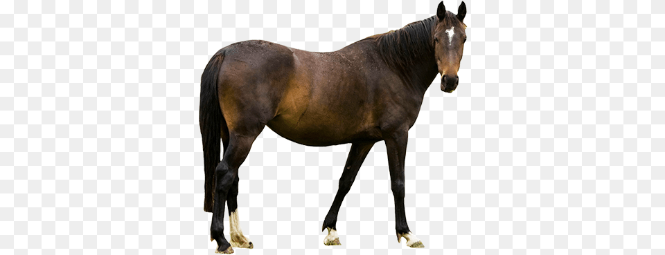 Real Horse Transparent Standing 2 Farm Animals With White Background, Animal, Colt Horse, Mammal, Stallion Png Image