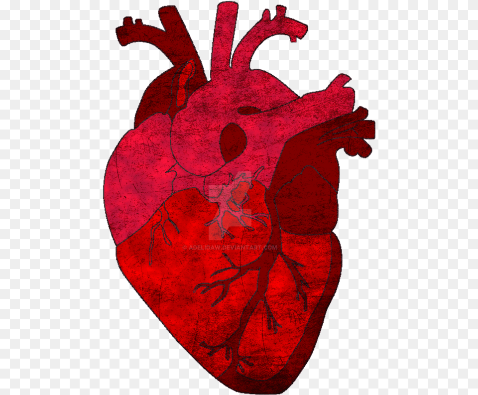 Real Human Heart, Flower, Plant, Person, Petal Free Png Download
