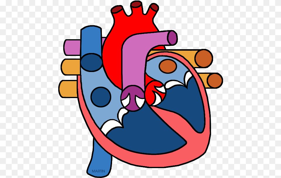 Real Human Heart Clipahuman Heart Circulatory System Parts Clipart, Dynamite, Weapon Free Transparent Png