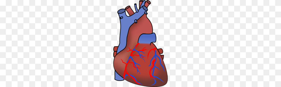 Real Human Heart Clipart, Body Part, Stomach, Dynamite, Weapon Png