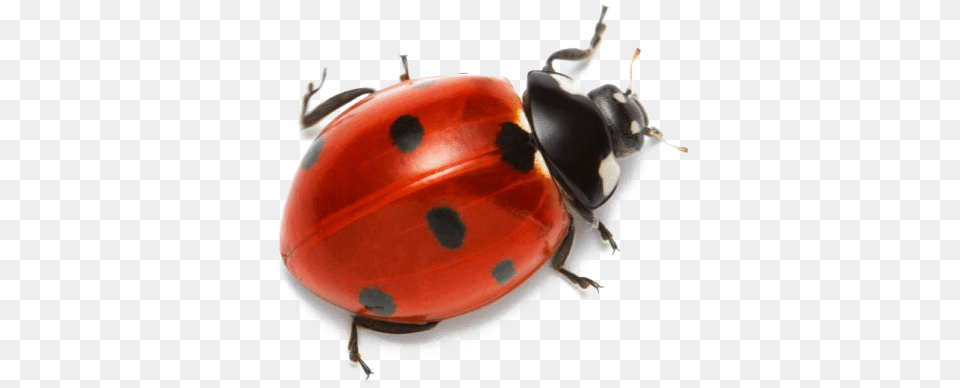 Real Ladybug Transparent Background, Animal Png