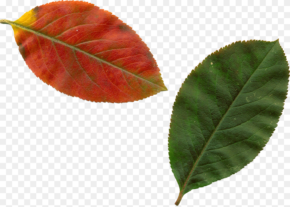 Real Leaf Clipart, Plant Free Png