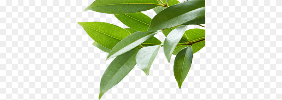 Real Leaf Transparent, Plant, Tree Png