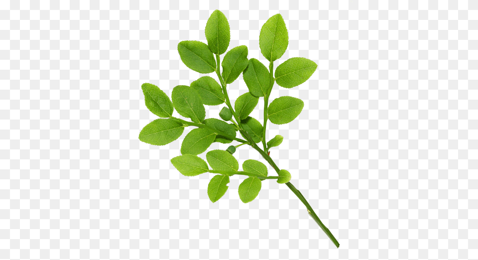 Real Leaves, Herbal, Herbs, Leaf, Plant Png Image