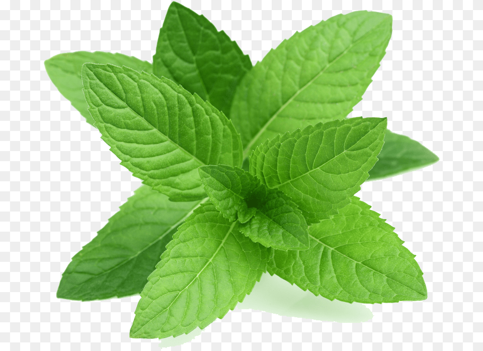 Real Leaves Transparent Transparent Mint Leaves, Herbs, Leaf, Plant Free Png Download