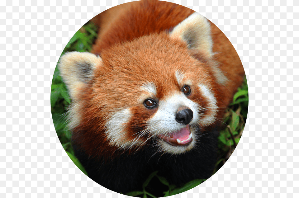 Real Life Colorful Animals, Animal, Canine, Dog, Mammal Free Transparent Png