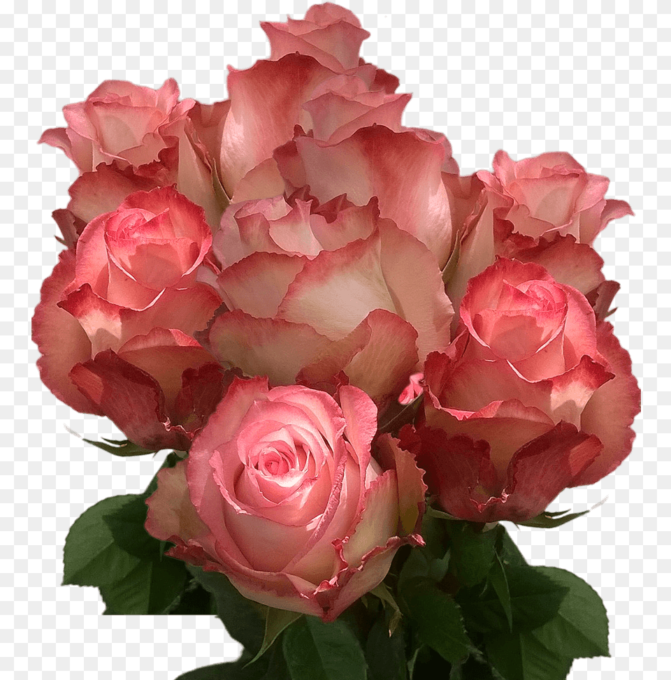 Real Light Peach Roses Cheap Cut Roses Fresh Flowers, Flower, Flower Arrangement, Flower Bouquet, Plant Png Image