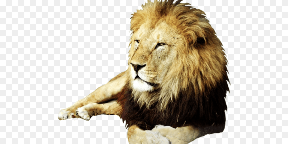 Real Lion Clip Art, Animal, Mammal, Wildlife Png