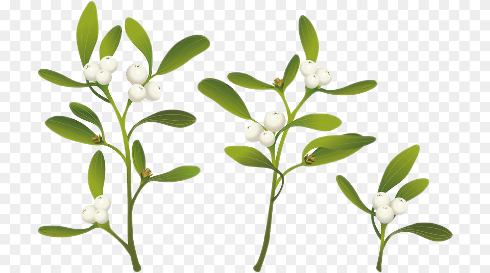 Real Mistletoe Clipart Plant Real Mistletoe, Leaf, Flower, Potted Plant Free Transparent Png