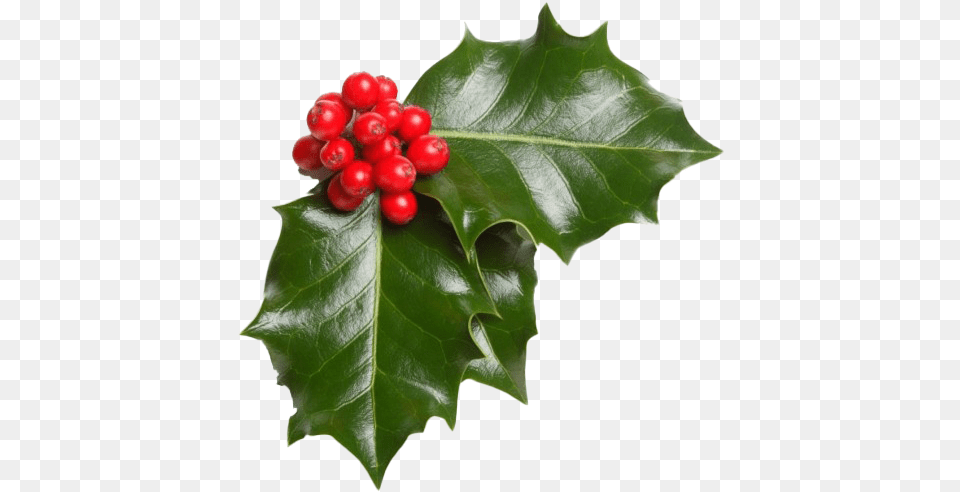 Real Mistletoe Photos Merry Christmas Wishes Secret Santa, Leaf, Plant, Tree, Food Free Png Download