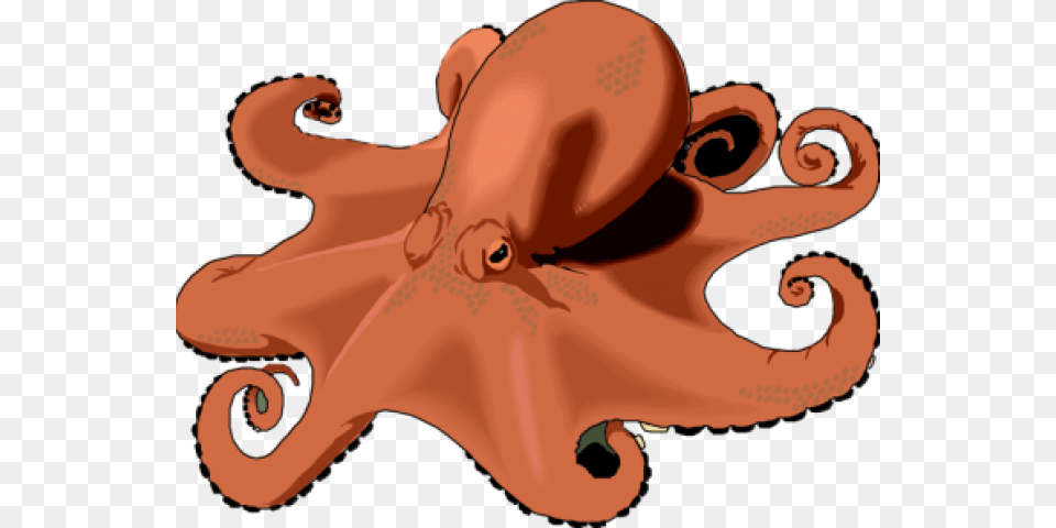 Real Octopus Clipart, Animal, Sea Life, Invertebrate, Baby Free Transparent Png