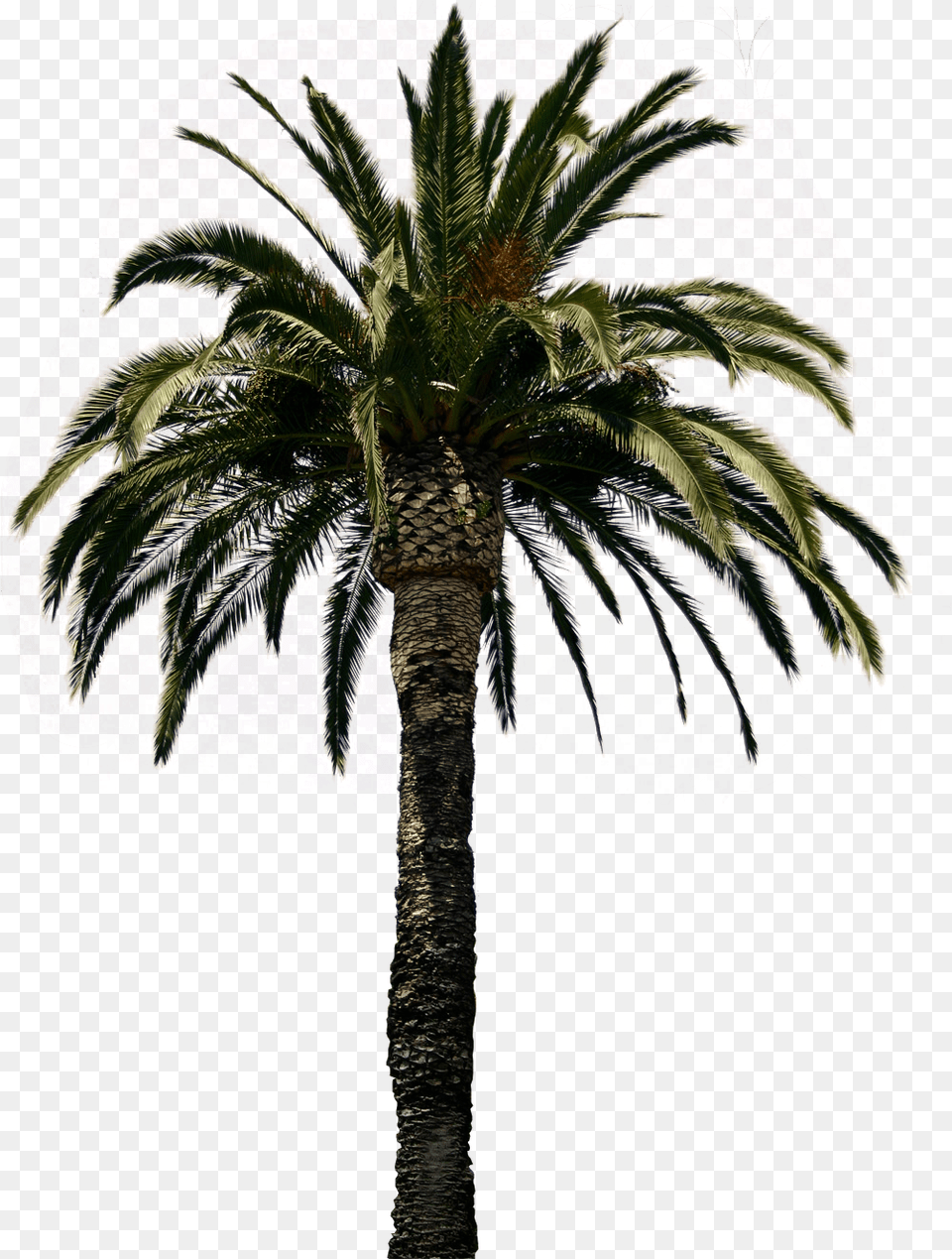 Real Palm Tree Transparent Icons And Real Palm Trees, Palm Tree, Plant Png