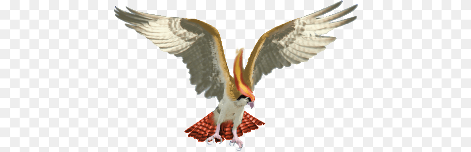 Real Pidgeot By Cyndermizuki Bird Of Prey Wings 600x458 Osprey Bird, Animal, Beak, Flying, Vulture Png Image