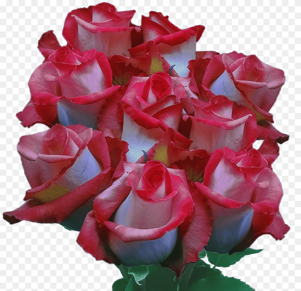 Real Pink Ecuadorian Roses Multicolored Blooms Fundraiser Garden Roses, Flower, Petal, Plant, Rose Png