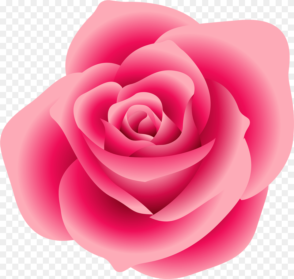 Real Pink Rose Clipart Pink Rose Clipart, Flower, Plant, Petal Free Transparent Png